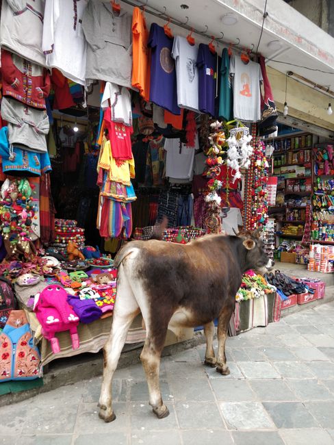 Muh auf Shoppingtour in Pokhara