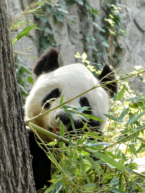 panda bear - how cute