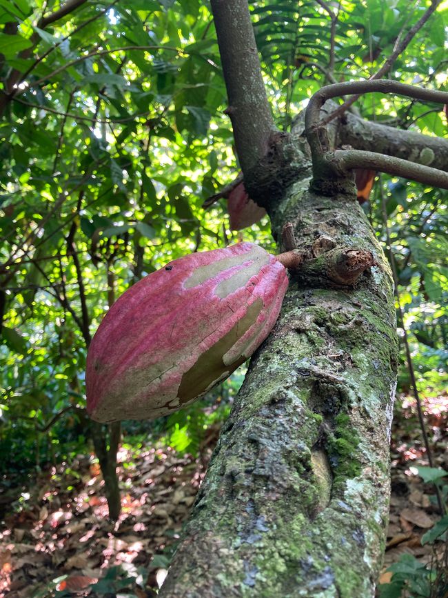 The cacao forest