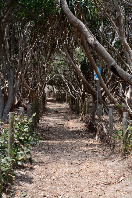 Spaziergang unter Mangroven