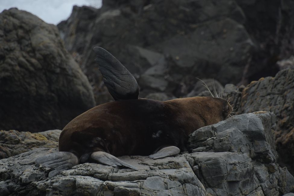 Wellington - Fur seal at Sinclair Head