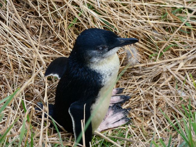 Penguins in Otago Island 🐧