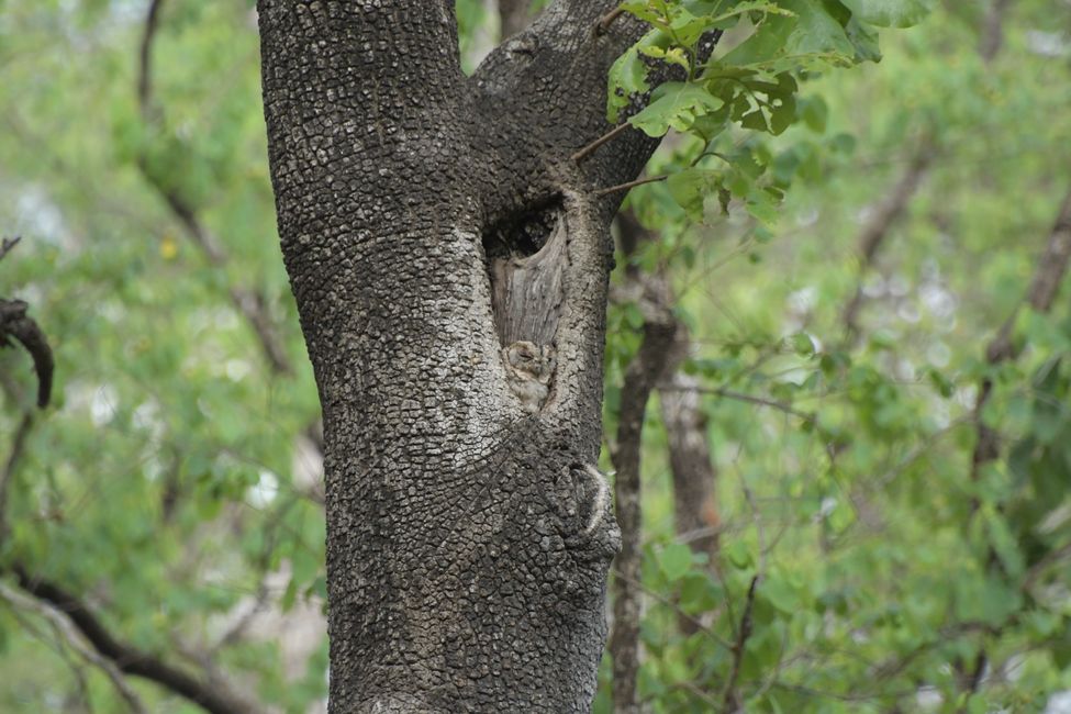 Pench NP - Owlet