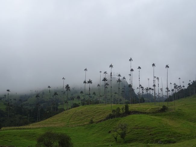 Valle de  Cocora, Kolumbien
