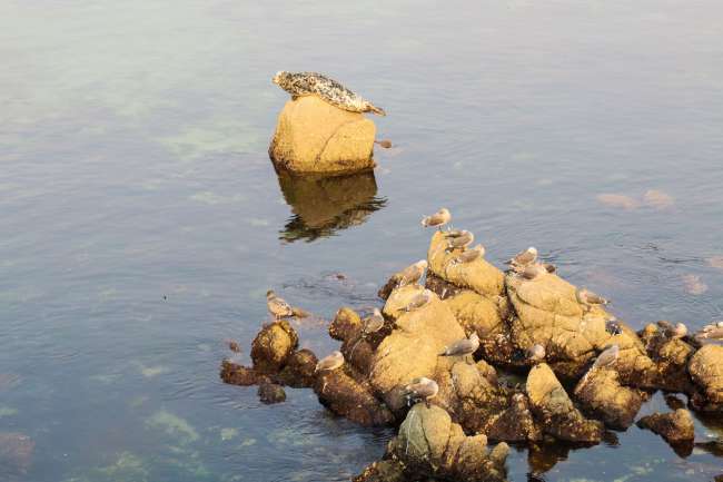 seht ihr den Seelöwen auf dem Felsen?