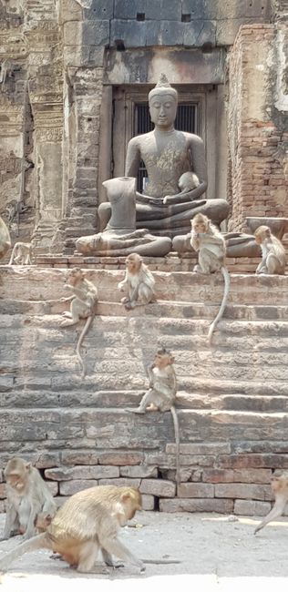 Lopburi - die Stadt der Affen (day 8-9)