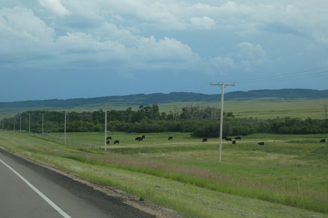 Alberta: Badlands, Dinosaurier, Cowboys