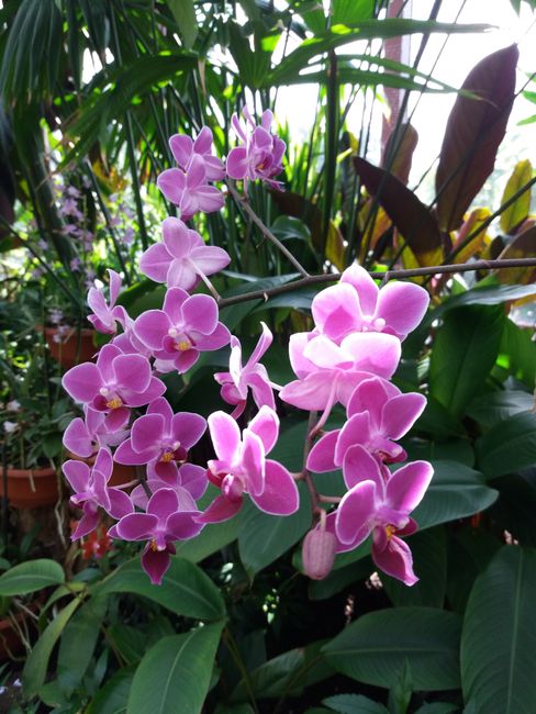 Hannover Orchid House