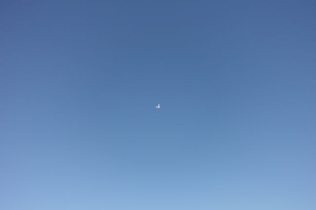 Flugzeug spottet die Manta Rochen