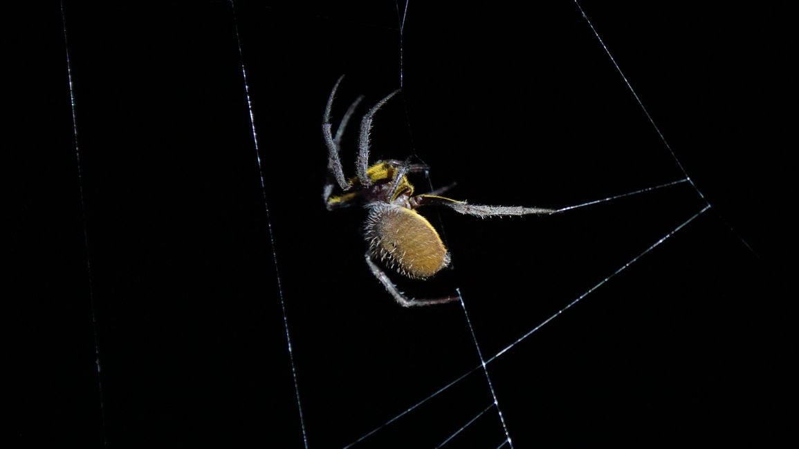 Eine Spinne zeigt uns den Netzbau