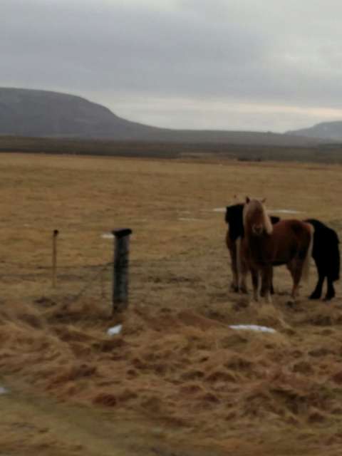guten Morgen - wir sind Island Pferdchen 