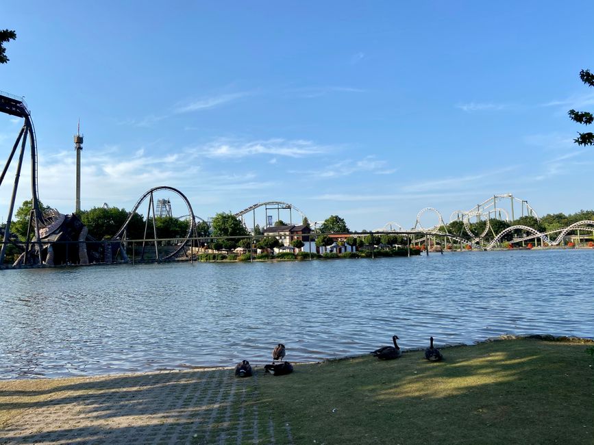 Mitten im Park ein See und sich ausruhende Gänse