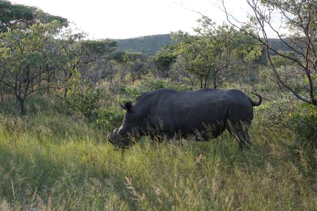 Day 26 Rhino Trekking