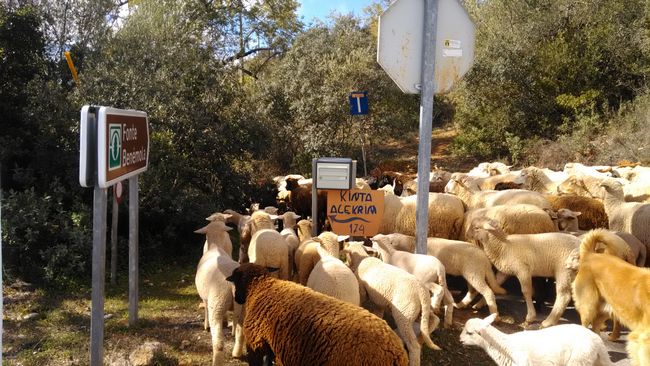 Schafe verstopfen die Straße 
