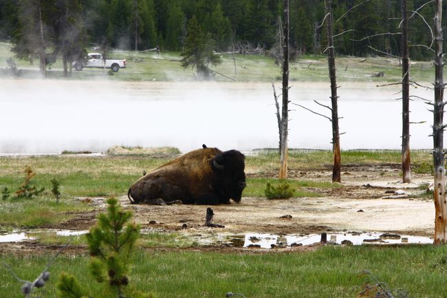 Road Trip Deel V - Yellowstone Nasionale Park