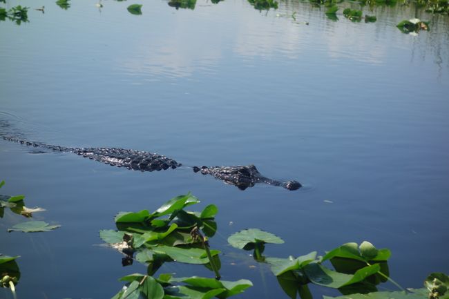 An alligator right next to us