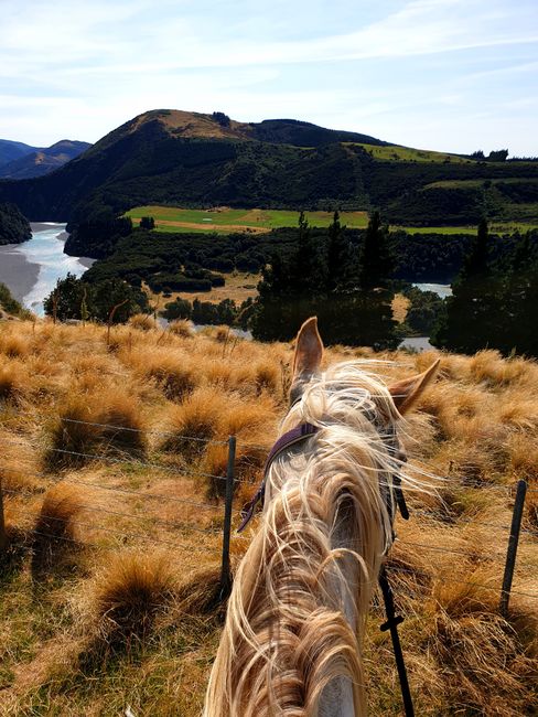 Horseback riding in Springfield, near Christchurch