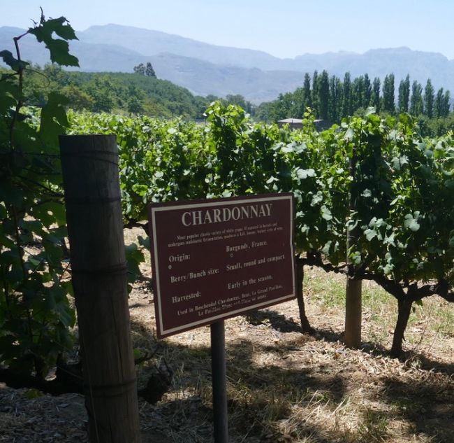 Wine tour Stellenbosch