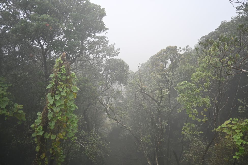 Jungle in the fog