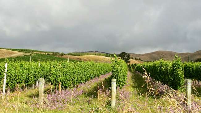 Weinbau in Marlborough 