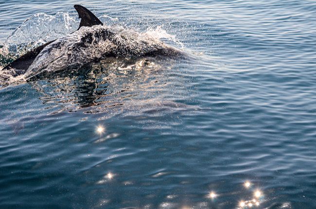Tag 94 - Tauchen mit Haien ohne Haifischen - dafür mit Delfin-Begleitung