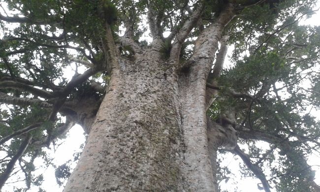 Kauri tree 1200 years old
