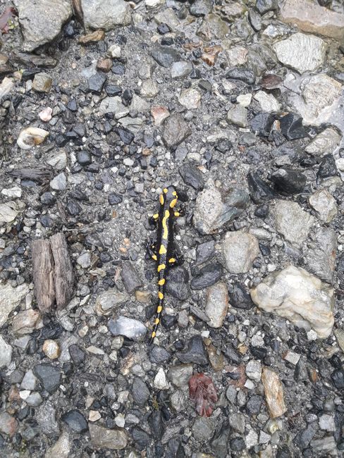 first signs that we're back in the wilderness - a fire salamander