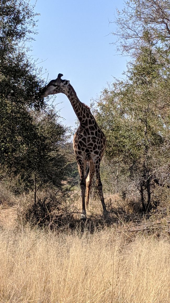 Tag 14: Unterwegs im Kruger Nationalpark