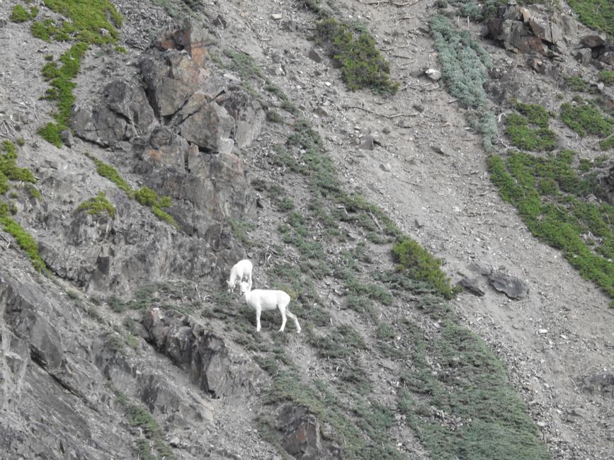 Dall Sheep