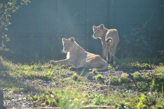 Dublin Zoo (25.09.2016)