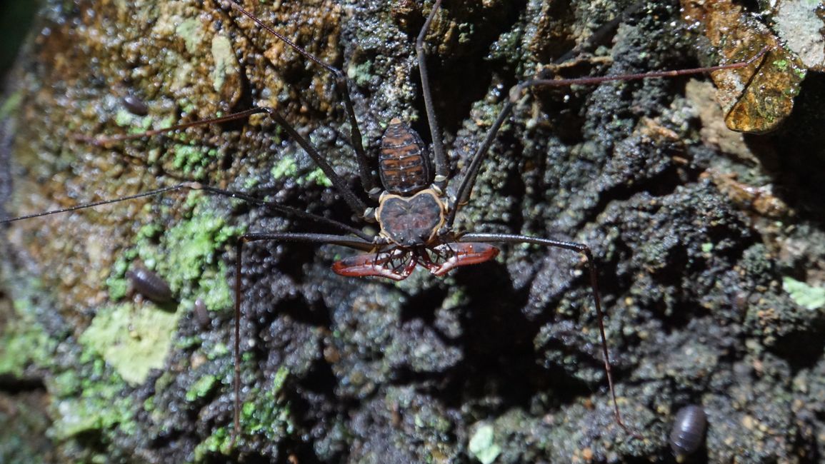 The whip spider