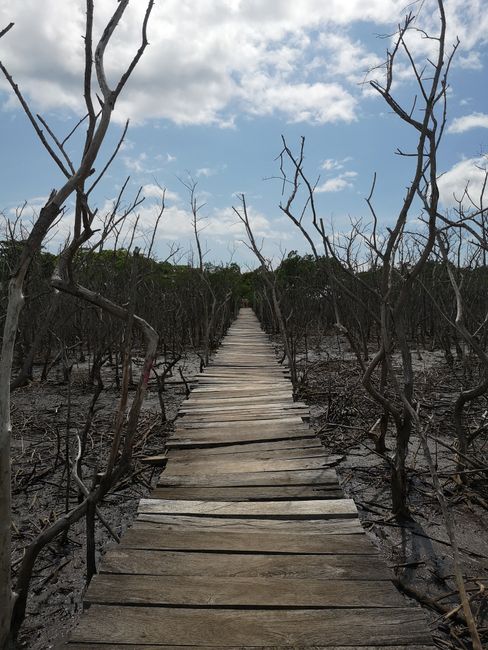 Day 3 Mangrove restoration Project