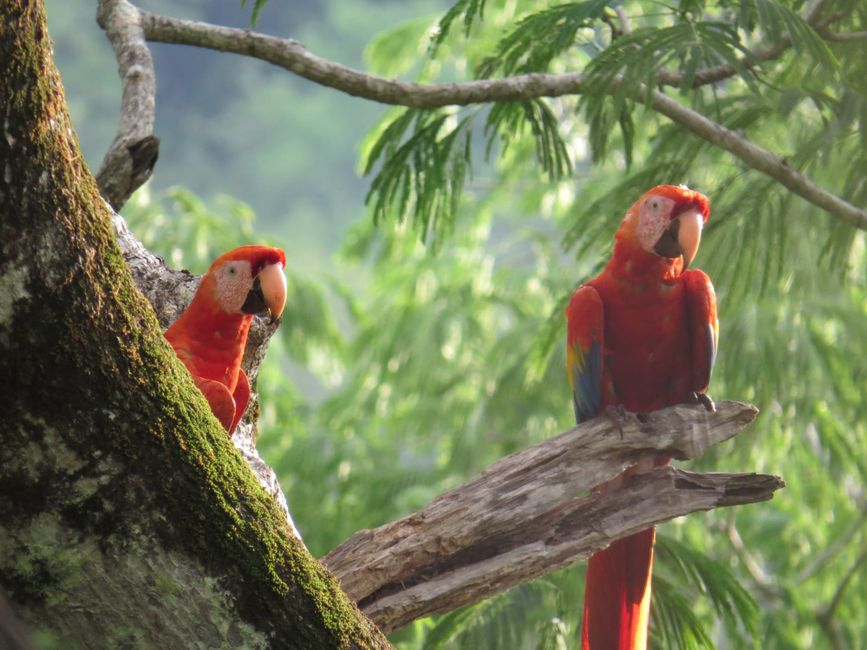 Papageien in Punta Islita (10.5.22)