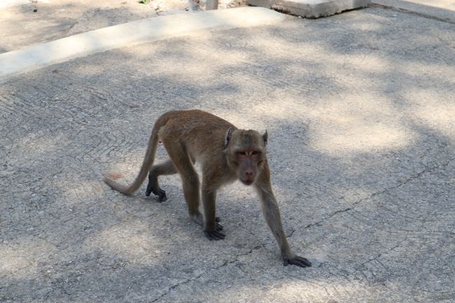 A macaque.