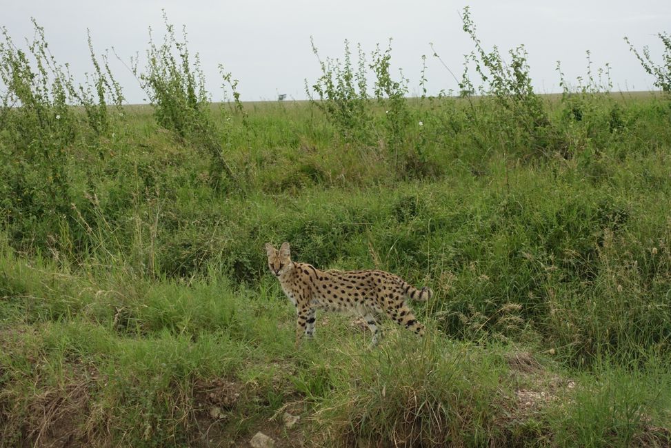 Serengeti Nationalpark