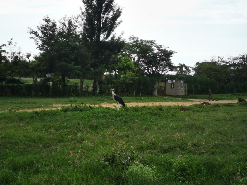 Marabou Storch