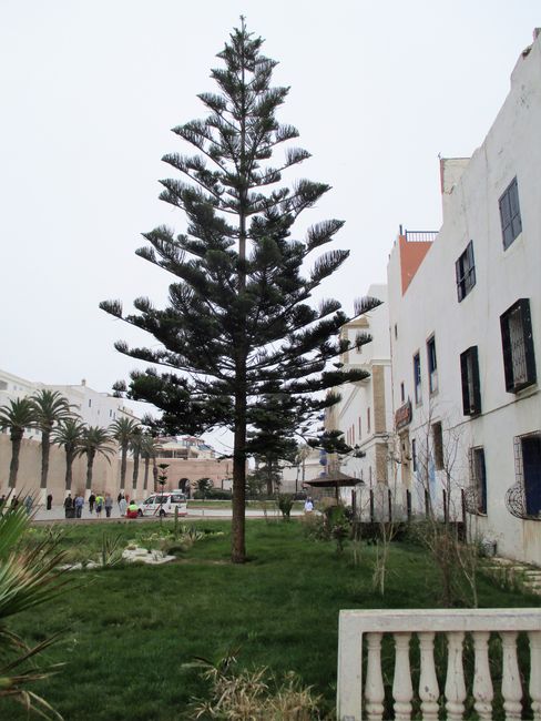 DerOcaria kommt nur in Essaouira vor