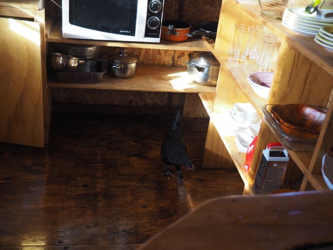 Isla de Chiloé - Henne Wilma besucht uns in der Küche