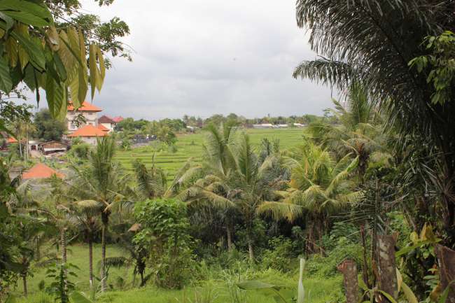 Coffee plantation next to Pura Taman Ayun