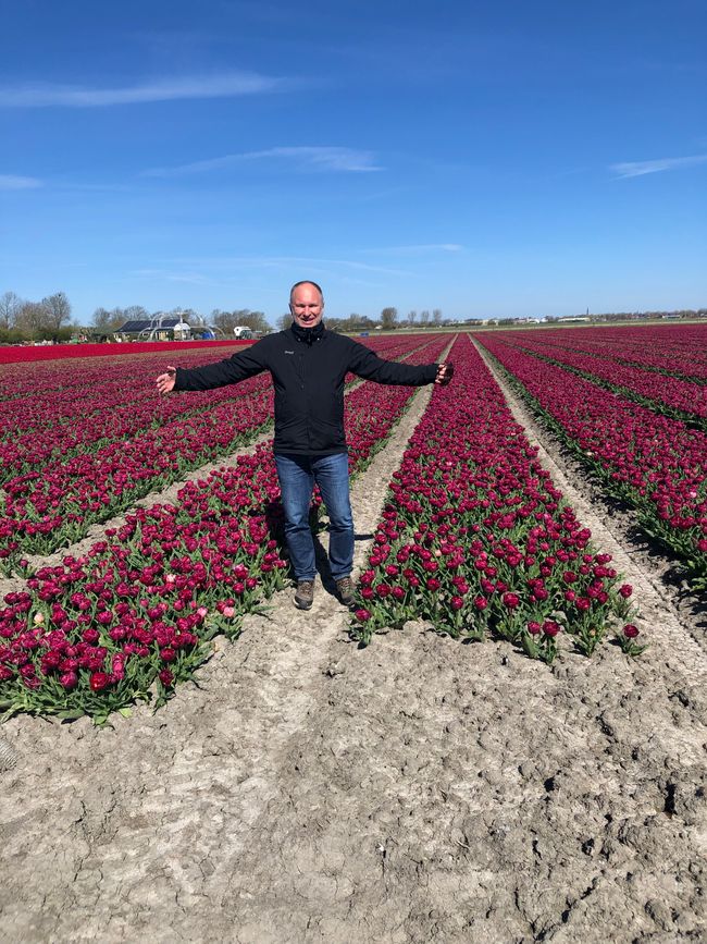 # Tag 3 Tulips in Amsterdam