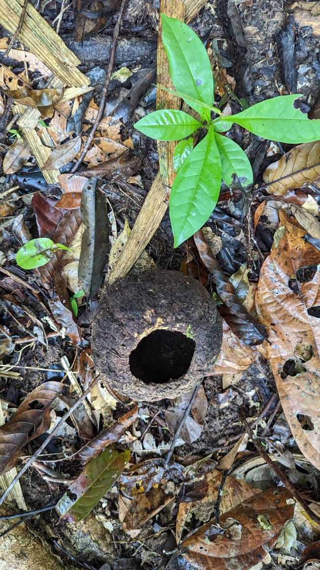 2. Día en la selva amazónica