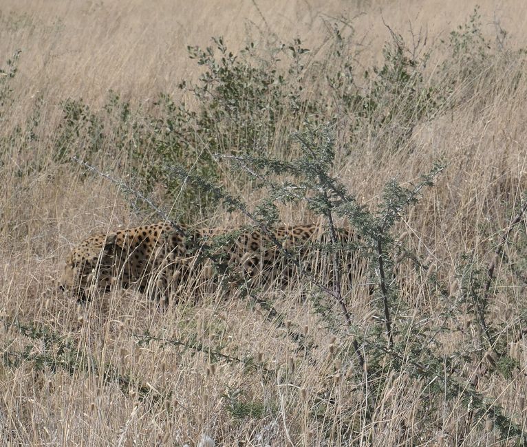 Etosha - no se pueden encontrar más animales ...