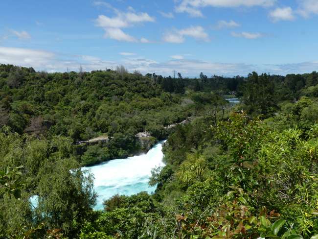 The Huka Falls amidst lush greenery