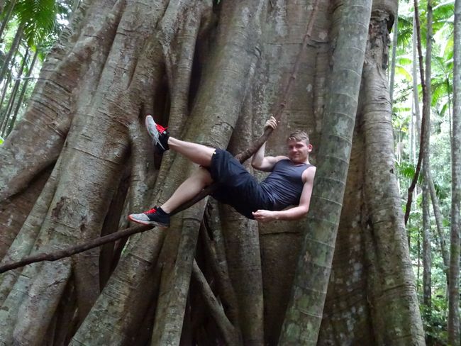 Lianas could be found everywhere, which could be used to climb up