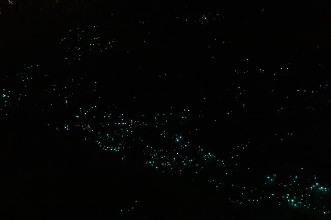 Glowworms