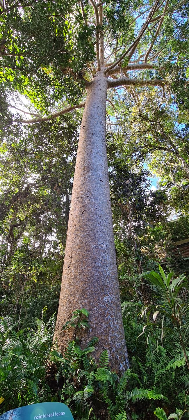 ¡El árbol tiene 400 años! Kauri-Rey de la Jungla