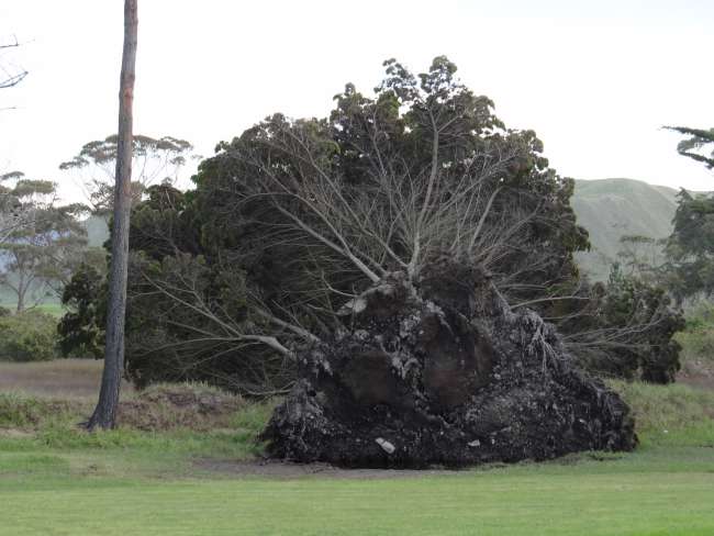 Entwurzelter Baum aufgrund des Zyklons