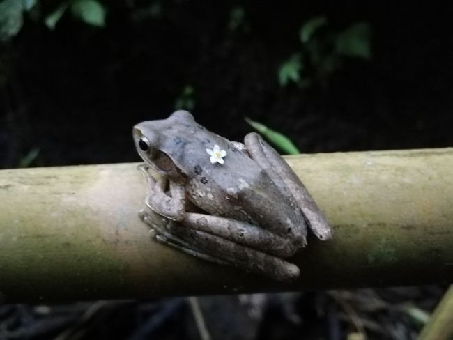 Decorated frog