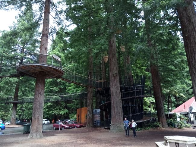 Redwood Canopy Walk
