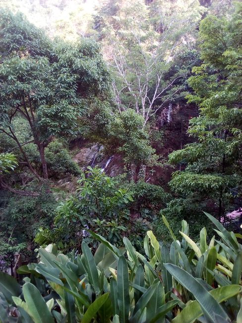 Views of the jungle